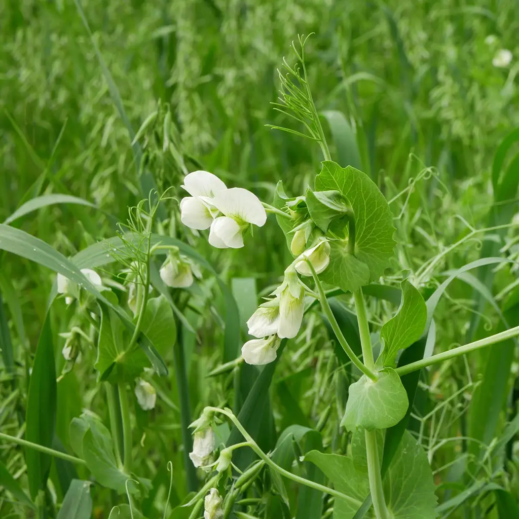 Blogue Avoine Pois